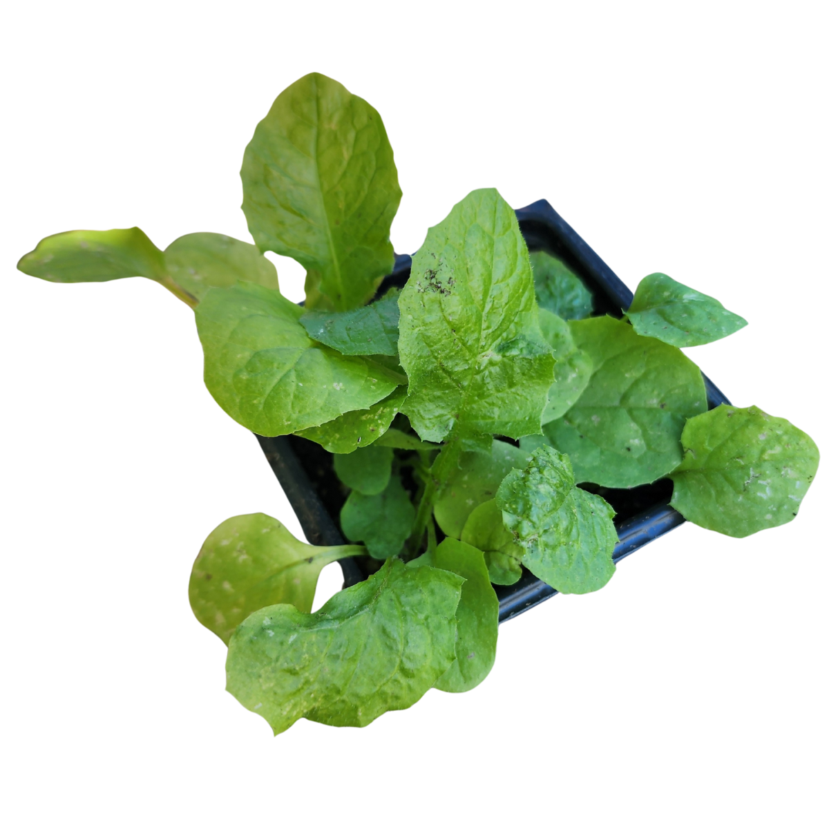 A small organic Wild Lettuce (Lactuca virosa) plant from Smoke Camp Crafts, featuring broad green leaves in a 2.5-inch black square pot, also known as Bitter Lettuce; isolated on a white background.