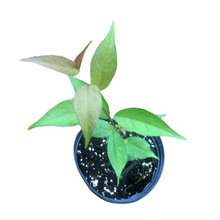 Wild Plum (Prunus americana) Organic Seedling by Smoke Camp Crafts - Hardy Native Plum for Landscaping, Wildlife, Culinary Use