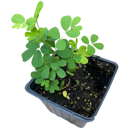 Wild Senna (Senna hebecarpa) Organic Plant in 2.5-inch Pot by Smoke Camp Crafts - North American Native Pollinator Plant
