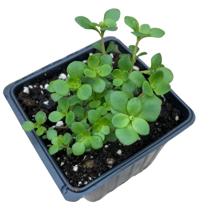 Woodland Stonecrop (Sedum ternatum) Organic Plant in 2.5-inch Pot by Smoke Camp Crafts - North American Native - Shade Tolerant Groundcover