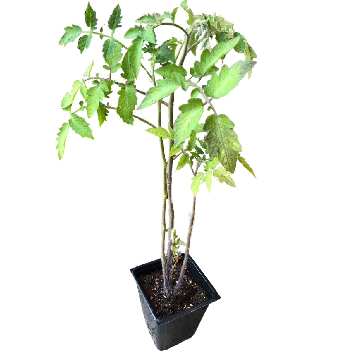 A young tomato plant with green leaves grows in a small black pot filled with soil, ideal for starting Smoke Camp Crafts’ Tomato, Cherry, Yellow Cherry Mix (Solanum lycopersicum) 150 organic seeds at home.