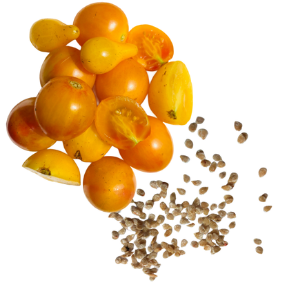 A mix of whole and cut yellow cherry tomatoes, including pear-shaped varieties, with scattered organic seeds from Smoke Camp Crafts’ Tomato, Cherry, Yellow Cherry Mix (150 seeds, 0.5g), on a white background.