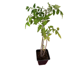 Cherry Tomato, Yellow Cherry Mix (Solanum lycopersicum) Organic Plant in 2.5-inch Pot by Smoke Camp Crafts - Mixed Shapes Yellow Cherries