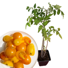 A potted tomato plant stands beside a white bowl of whole and sliced yellow, pear-shaped and round tomatoes—grown from Smoke Camp Crafts’ Tomato, Cherry, Yellow Cherry Mix organic seeds—on a white background.