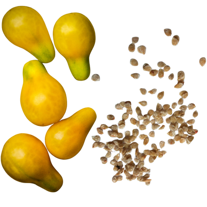 Five Yellow Pear cherry tomatoes from Smoke Camp Crafts are on the left, with a scattered pile of 150 organic Yellow Pear tomato seeds (heirloom, 0.5g) on the right, all displayed on a white background.
