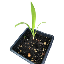 Yucca (Yucca filamentosa) Organic Plant in 2.5-inch Pot by Smoke Camp Crafts - Adam's Needle, Spanish Bayonet, Needle Palm - Native Perennial