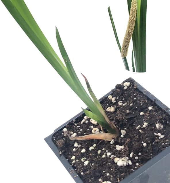 Sweet Flag (Acorus americanus, A. calamus var. americanus) Organic Plant in 2.5-inch Pot by Smoke Camp Crafts- Native North American Wetland Plant