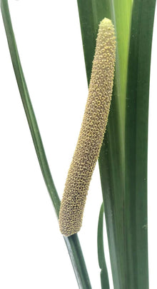 Sweet Flag (Acorus americanus, A. calamus var. americanus) Organic Plant in 2.5-inch Pot by Smoke Camp Crafts- Native North American Wetland Plant