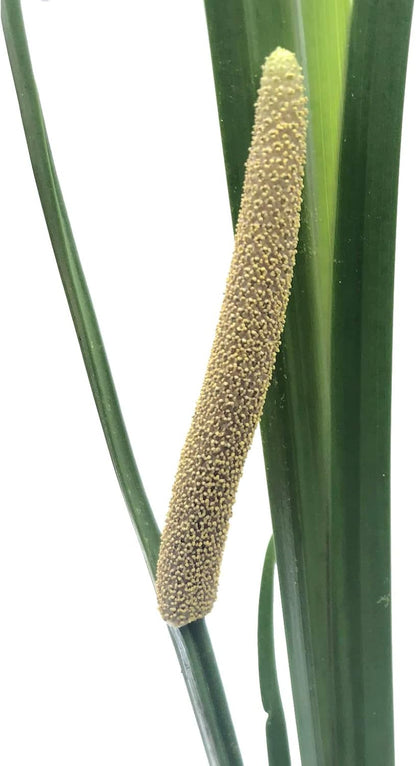 Sweet Flag (Acorus americanus, A. calamus var. americanus) Organic Plant in 2.5-inch Pot by Smoke Camp Crafts- Native North American Wetland Plant