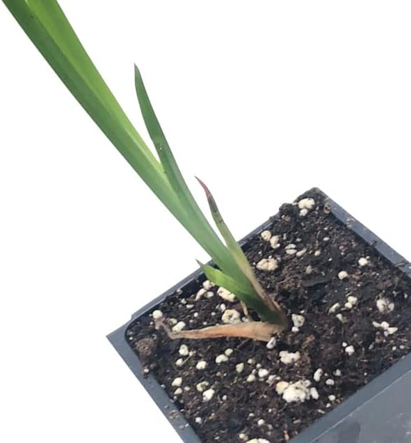 Sweet Flag (Acorus americanus, A. calamus var. americanus) Organic Plant in 2.5-inch Pot by Smoke Camp Crafts- Native North American Wetland Plant