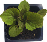 Organic Anise Hyssop (Agastache foeniculum) in 2.5-inch Pot