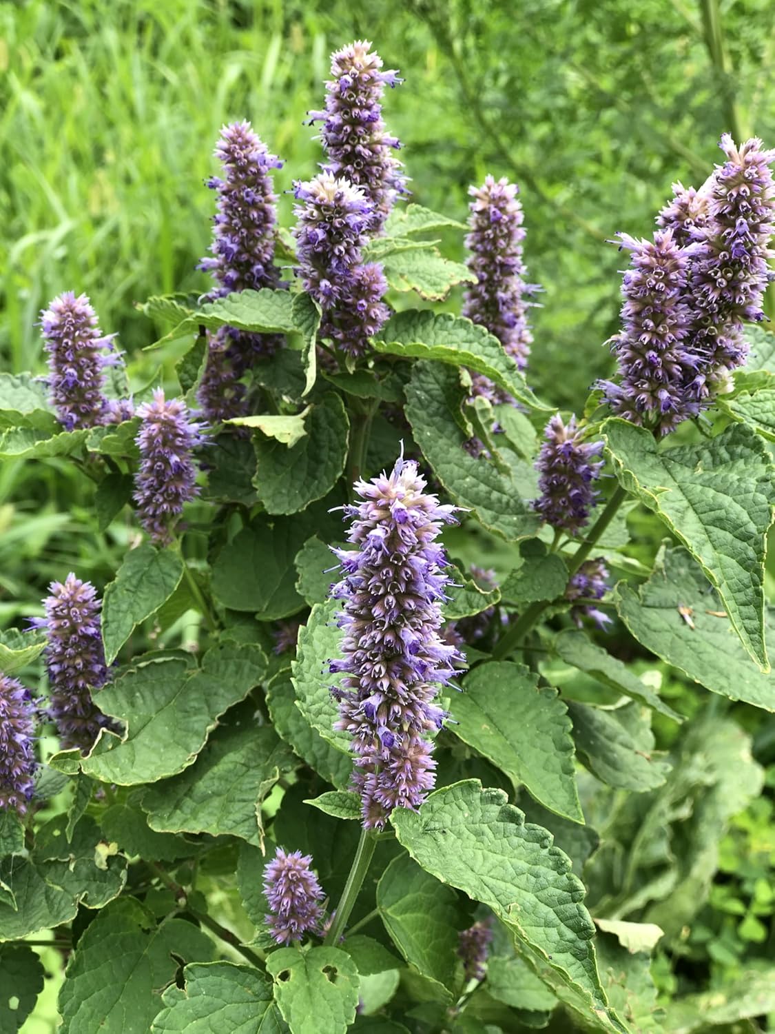 planting agastache seeds Anise Hyssop, Licorice Mint Seeds (Agastache foeniculum) 500 Seeds (0.2 grams)