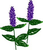 Anise Hyssop, Licorice Mint Seeds (Agastache foeniculum) 500 Seeds (0.2 grams) - Organic