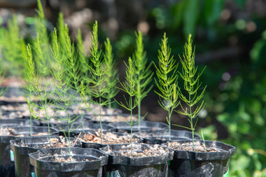 Asparagus, Mary Washington (Asparagus officinalis) Organic Plant in 2.5-inch Pot by Smoke Camp Crafts