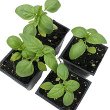 Italian Large Leaf Basil (Ocimum basilicum) Organic 4-Pack Plants in 2.5-inch Pots by Smoke Camp Crafts- Perfect Pesto Plant!