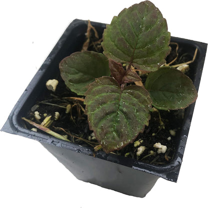 can you plant bee balm in a pot Bee Balm (Monarda fistulosa) Live Plant in 2.5 inch Pot- Wild Bergamot – Smoke Camp Crafts