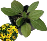 Blackeyed Susan (Rudbeckia hirta) Live Plant in 2.5 inch Pot  - Organic Native Pollinator Plant by Smoke Camp Crafts