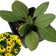 Blackeyed Susan (Rudbeckia hirta) Live Plant in 2.5 inch Pot  - Organic Native Pollinator Plant by Smoke Camp Crafts