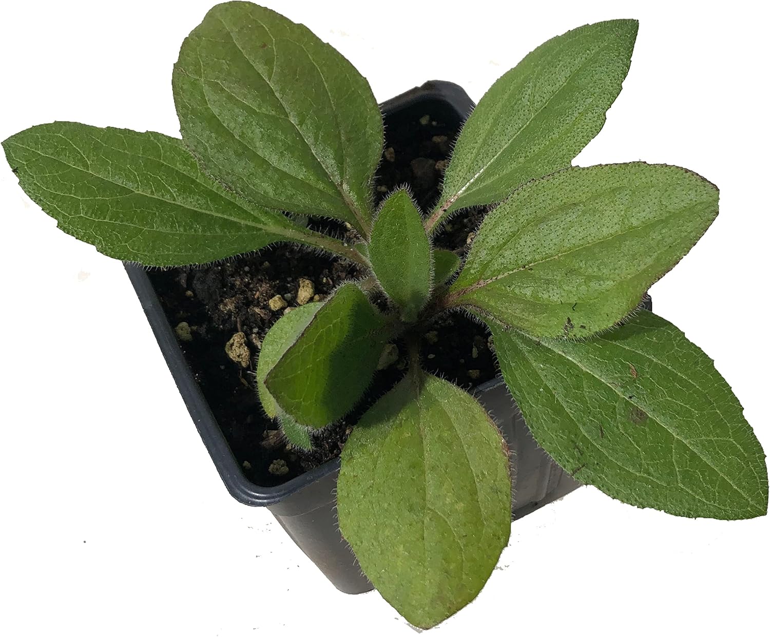 black eyed susan potted plant Blackeyed Susan (Rudbeckia hirta) Live Plant in 2.5 inch Pot