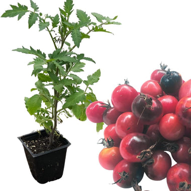 Blueberry Cherry Tomato Live Plant in 2.5 inch Pot | Grow Your own Heirloom Tomatoes, Open-pollinated Variety