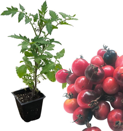 Blueberry Cherry Tomato Live Plant in 2.5 inch Pot | Grow Your own Heirloom Tomatoes, Open-pollinated Variety