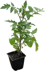 Blueberry Cherry Tomato Live Plant in 2.5 inch Pot | Grow Your own Heirloom Tomatoes, Open-pollinated Variety