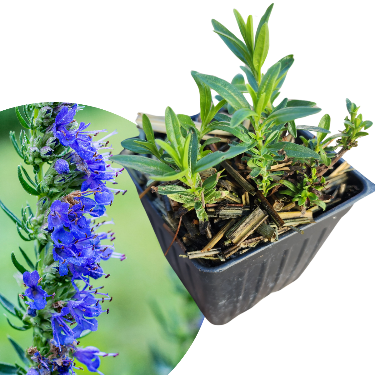 blue pot plants Blue Hyssop (Hyssopus officinalis) Organic Plant in 2.5-inch Pot by Smoke Camp Crafts
