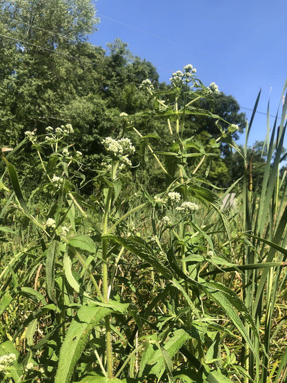 Boneset (Eupatorium perfoliatum) from Smoke Camp Crafts grows tall and green, with clusters of small white flowers brightening sunny fields among grasses and trees—planted from 200 organic native pollinator magnet seeds.