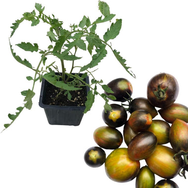 Tomato Plant, Brad's Atomic Grape Tomato Organic Live Plant in 2.5 inch Pot | Grow Your Own Heirloom Open-Pollinated Tomatoes