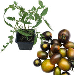 Tomato Plant, Brad's Atomic Grape Tomato Organic Live Plant in 2.5 inch Pot | Grow Your Own Heirloom Open-Pollinated Tomatoes