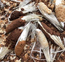 Bulk Common Milkweed Seeds (Asclepias syriaca) 2800 Seeds (28 grams/ 1 oz) by Smoke Camp Crafts - DIY Wildflower Meadow, Habitat Restoration