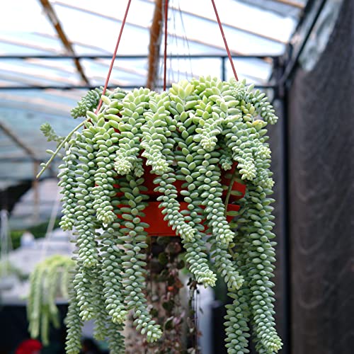 succulents like burro's tail Burro's Tail (Sedum morganianum) Plant in 2.5-inch Pot- Organic Succulent House Plant by Smoke Camp Crafts