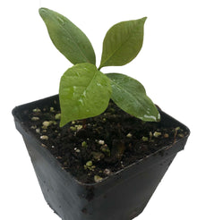 Organic Button Bush (Cephalanthus occidentalis) Live Perennial Native Plant in 2.5 inch Pot - Pollinator Plant
