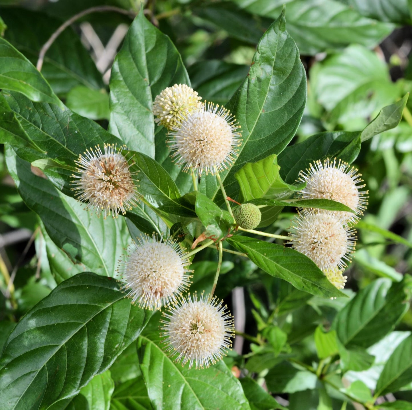 Organic Button Bush (Cephalanthus occidentalis) Live Perennial Native Plant in 2.5 inch Pot - Pollinator Plant