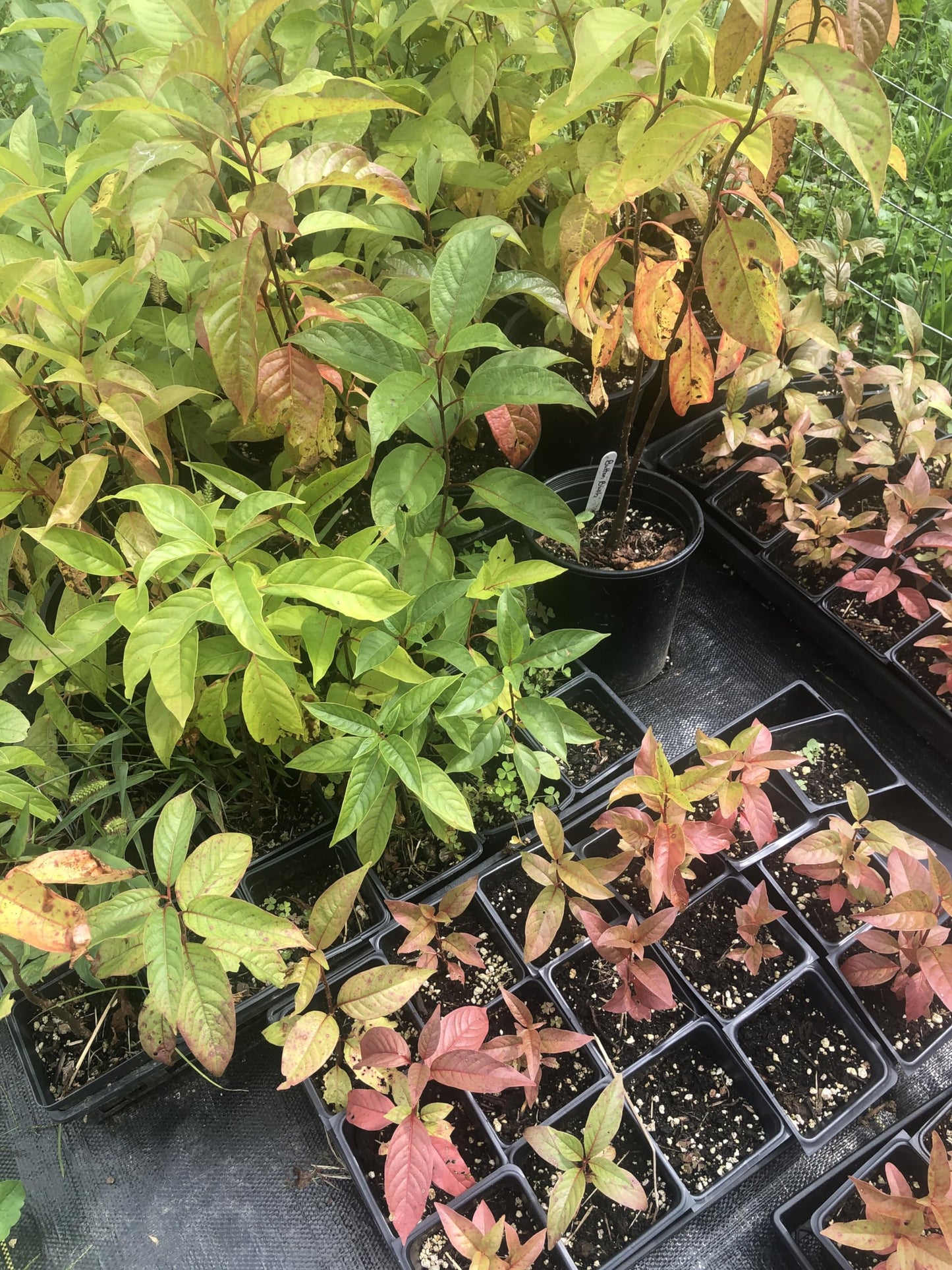 Organic Button Bush (Cephalanthus occidentalis) Live Perennial Native Plant in 2.5 inch Pot - Pollinator Plant