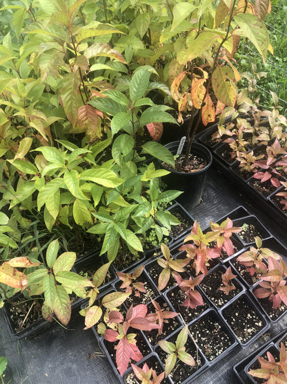 Organic Button Bush (Cephalanthus occidentalis) Live Perennial Native Plant in 2.5 inch Pot - Pollinator Plant