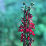 Cardinal Flower Plant (Lobelia cardinalis) Live Plant in 2.5 inch Pot - Scarlet Lobelia, Great Lobelia - Organic