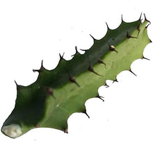 Cathedral Cactus Plant (Euphorbia trigona) Cutting - Organic Devil's Backbone Plant Cutting