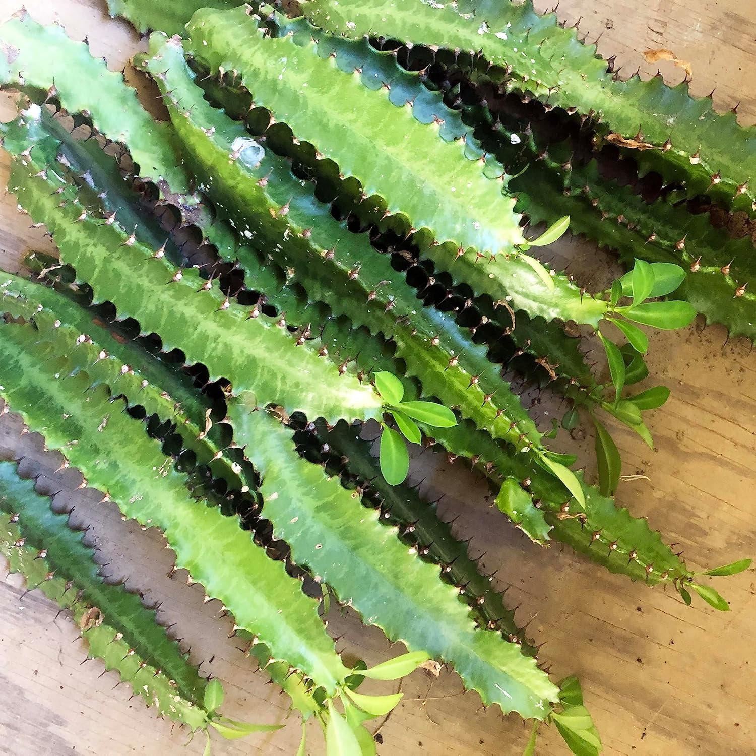 devils backbone succulent Cathedral Cactus Plant (Euphorbia trigona) Cutting