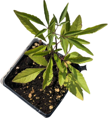 Chaste Tree (Vitex Agnus-castus L.) Live Plant in 2.5 inch Pot - Organic Chasteberry Chastetree Chaste Tree, Monk's Pepper, Texas Lilac
