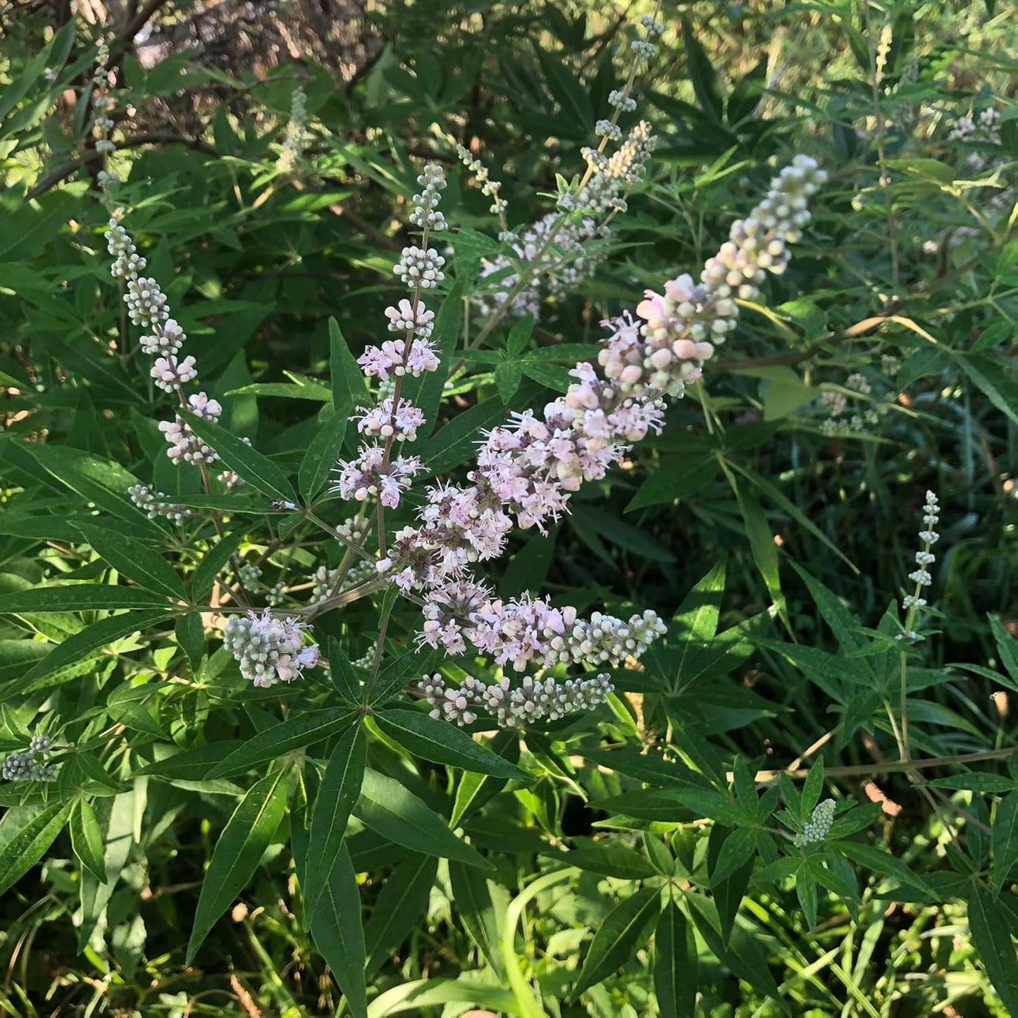 Chaste Tree (Vitex Agnus-castus L.) Live Plant in 2.5 inch Pot - Organic Chasteberry Chastetree Chaste Tree, Monk's Pepper, Texas Lilac