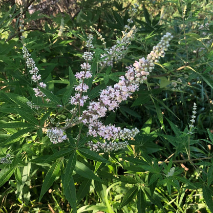 Chaste Tree (Vitex Agnus-castus L.) Live Plant in 2.5 inch Pot - Organic Chasteberry Chastetree Chaste Tree, Monk's Pepper, Texas Lilac