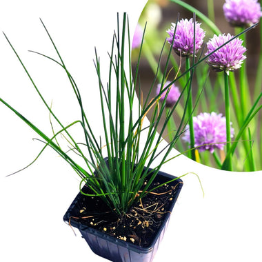 Chives (Allium schoenoprasum) Organic Live Plant in 2.5-inch Pot - Perfect for your indoor or patio container garden!