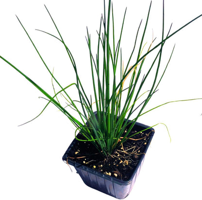 chives indoor plant Chives (Allium schoenoprasum) Organic – Smoke Camp Crafts