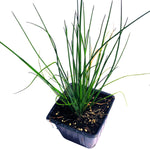 Chives (Allium schoenoprasum) Organic Live Plant in 2.5-inch Pot - Perfect for your indoor or patio container garden!