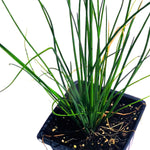 Chives (Allium schoenoprasum) Organic Live Plant in 2.5-inch Pot - Perfect for your indoor or patio container garden!