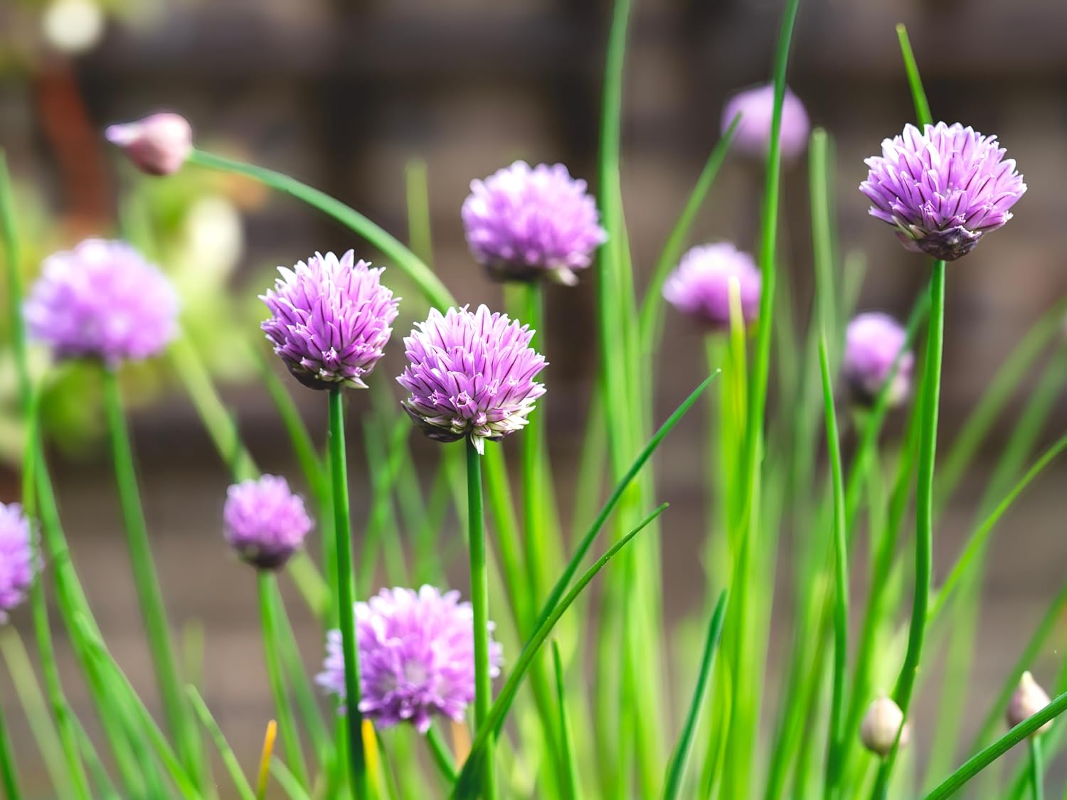chives plant indoors Garlic Chives (Allium tuberosum) Organic Plant in 2.5-inch Pot by Smoke Camp Crafts