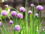 Chives (Allium schoenoprasum) Organic Live Plant in 2.5-inch Pot - Perfect for your indoor or patio container garden!