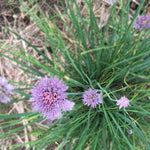 Chives (Allium schoenoprasum) Organic Live Plant in 2.5-inch Pot - Perfect for your indoor or patio container garden!