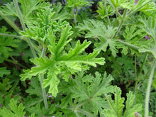 Geranium, Citronella Scented (Pelargonium crispum 'Citronella') Live Plant in 2.5-inch Pot by Smoke Camp Crafts - ORGANIC
